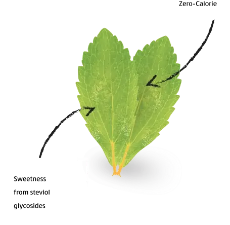 stevia leaves2 compressed Landing Page