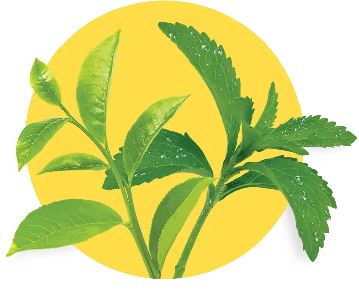 stevia leaves3 compressed Landing Page